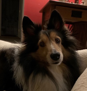 Meet Hank, the adorable stray dog who has become the Brewers' unofficial  mascot